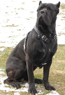 cane_corso.jpg
