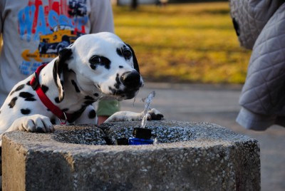 dog1.jpg
