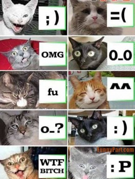 catemoticons.jpg