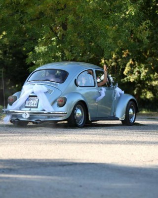 beetle3.jpg