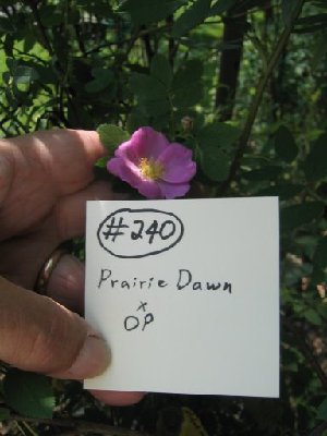240.jpg