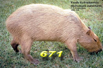 671.jpg