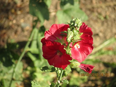 IMG_0097.JPG