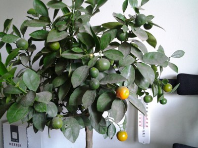 20121014_114009в.jpg