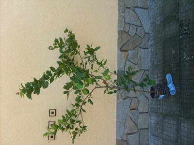 S5000147.JPG