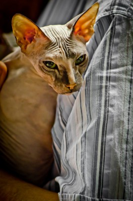 catz1.jpg
