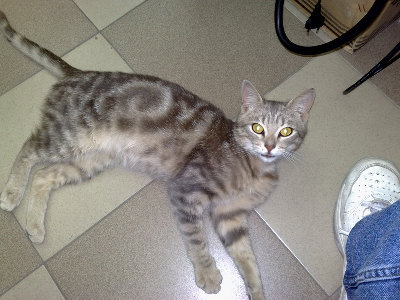 cat2.jpg