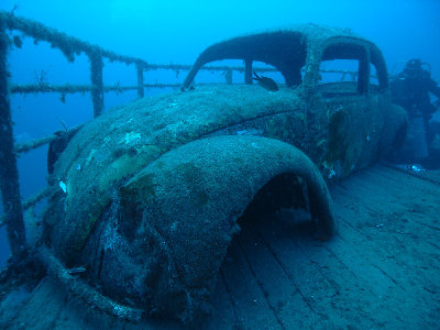 beetle2.JPG