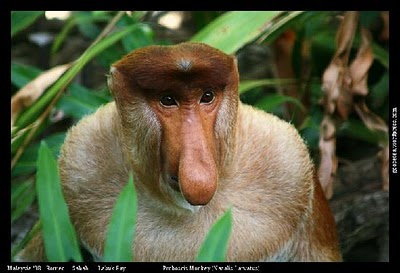 proboscis-monkey-maletripadvisor.jpg