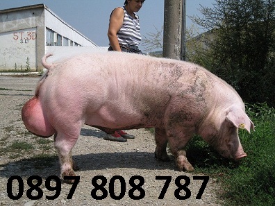 1pras Nerez 78 kb 1.jpg
