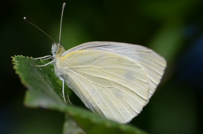 DSC_0529crop.jpg