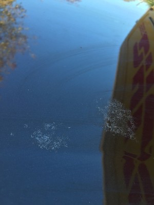 IMG_1026_1.jpg