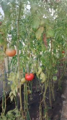 IMG_20171017_160416077[1].jpg