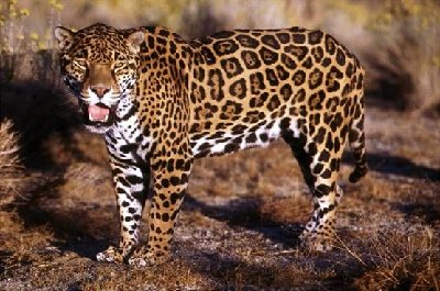 jaguar.jpg