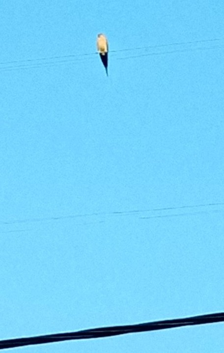 IMG-2f028397b379ac3ad8d32c82322f991e-V.jpg