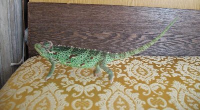 IMG_0612_1.jpg