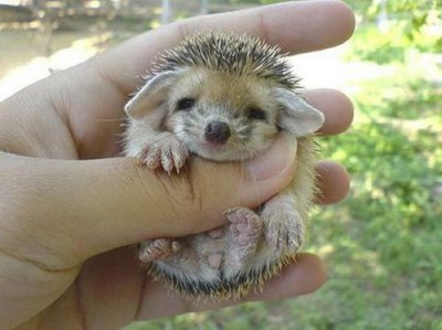 cute-hedgehog002.jpg